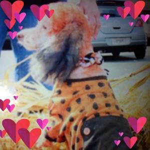 Meet your Posher, Joy